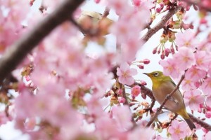 charry blossoms and bird