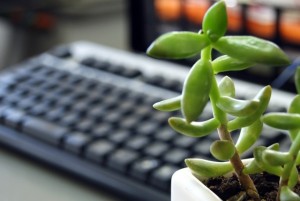 desk and plant