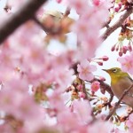 charry blossoms and bird